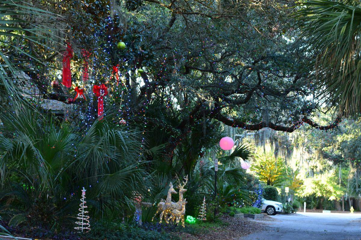 This photo taken before dark shows the canopy of branches over Dove Street on Hilton Head’s south end.