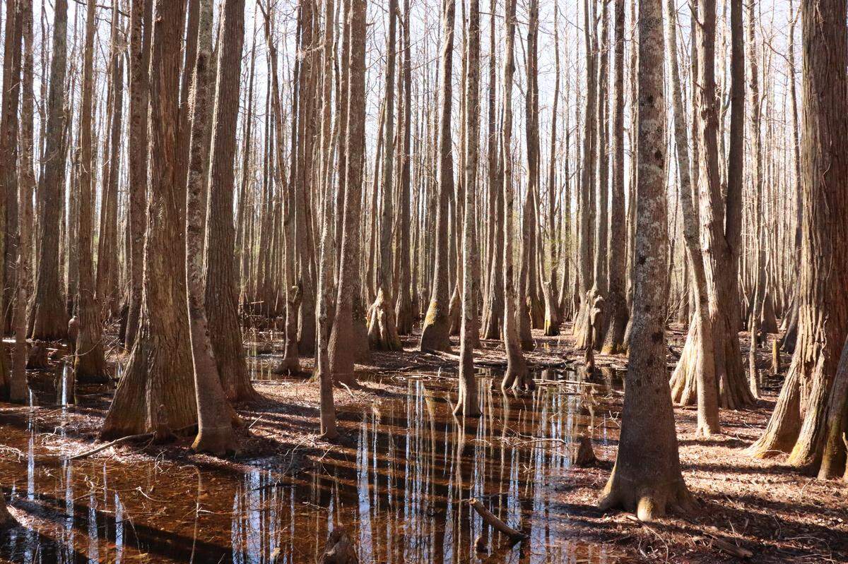 The water level rises and falls with the weather or the seasons, making for this mysterious place a fascinating forest walk, or a tree-crowded canoe or kayak trip. 