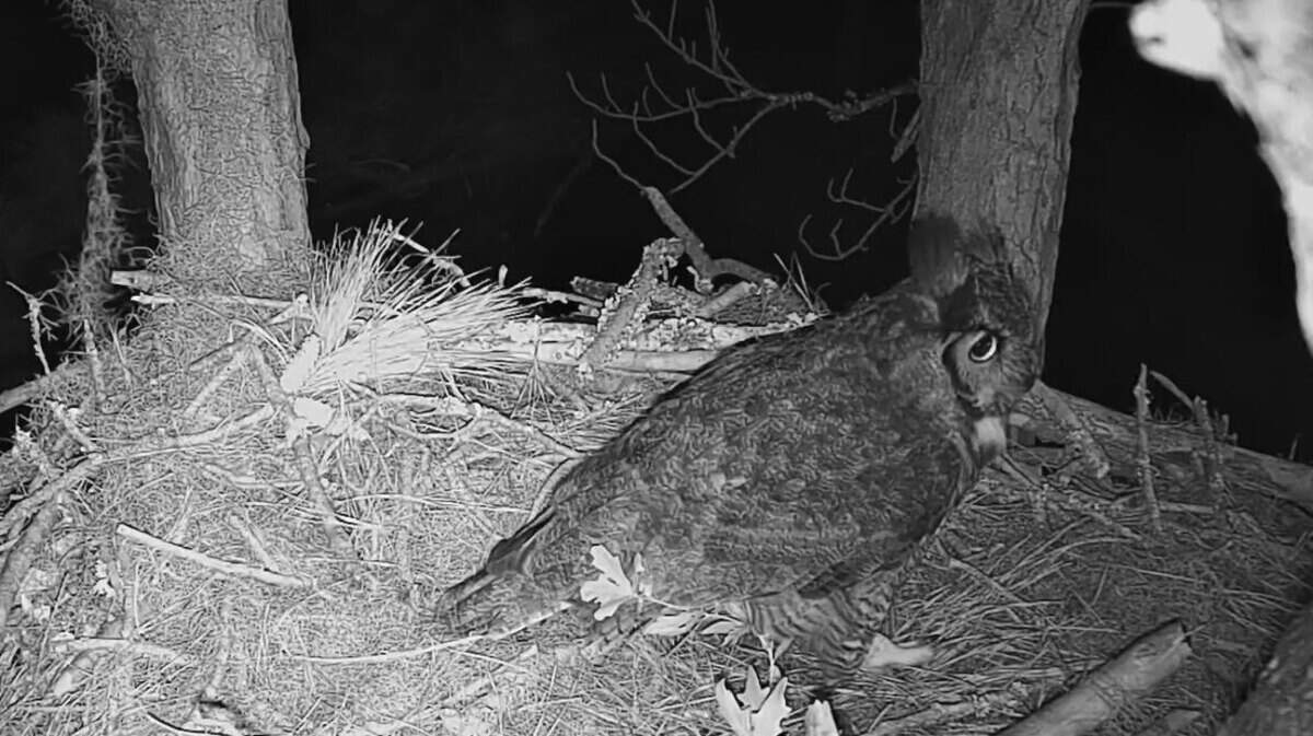 A great horned owl photo captured from video footage off of Hilton Head Island Land Trust’s Raptor CAM. The owl pair, now staking claim of the nest, were first spotted in September 2023.