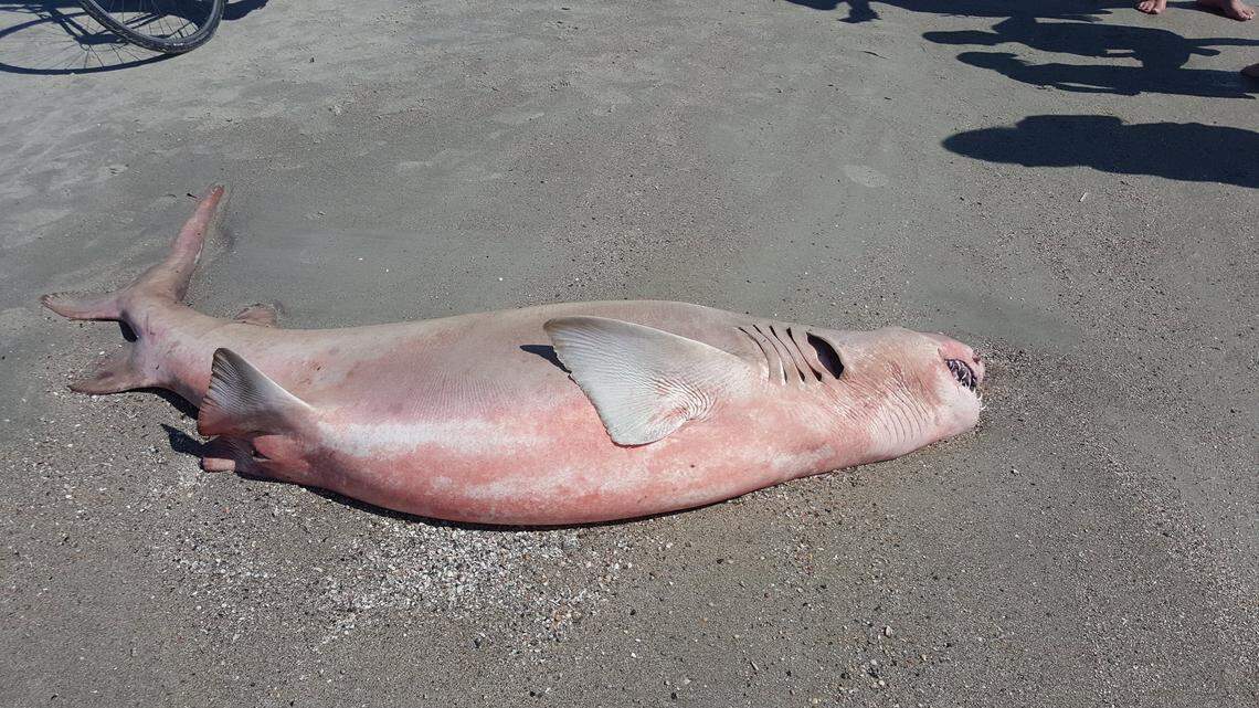 A dead sand tiger shark washed up near beach mile marker 70 on Hilton Head Island, S.C. on Sunday, March 18, 2018.