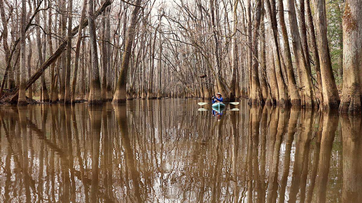 Cathedral of trees: Cedar Creek flows through the heart of Congaree National Park, where centuries-old trees crowd the sky. Here, kayaker Alan Russell of Simpsonville takes in the experience.
