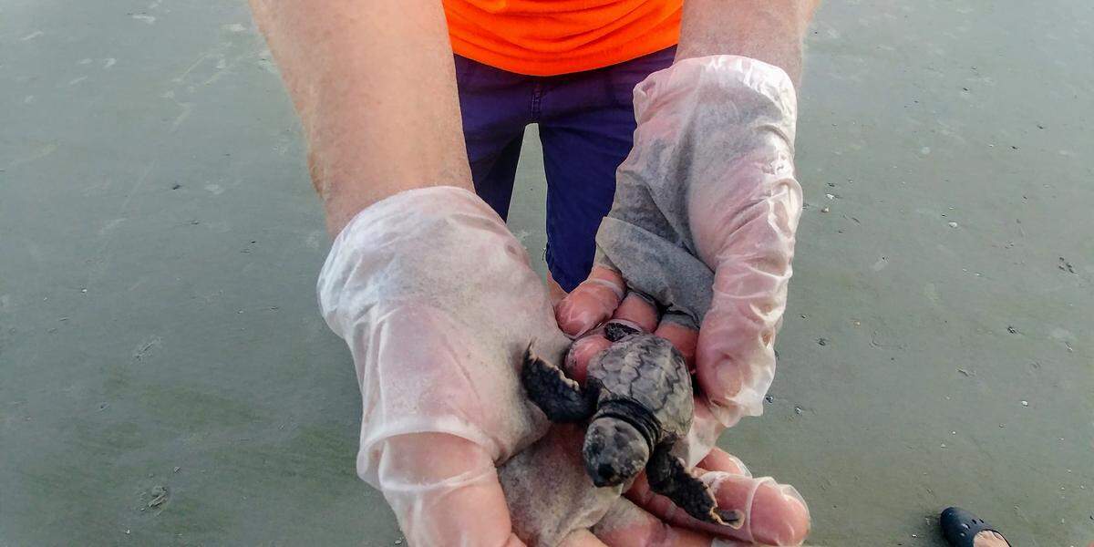 A volunteer with the Friends of Hunting Island Sea Turtle Conservation Project holds a baby turtle during a nest inventory on the beach Sunday evening . The state park recorded its 142nd nest Sunday, the highest number since record-keeping became standardized in 2000.