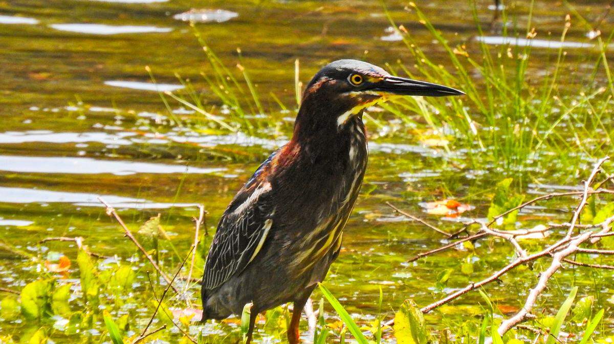 A Green Heron stalks for prey along the water’s edge.
