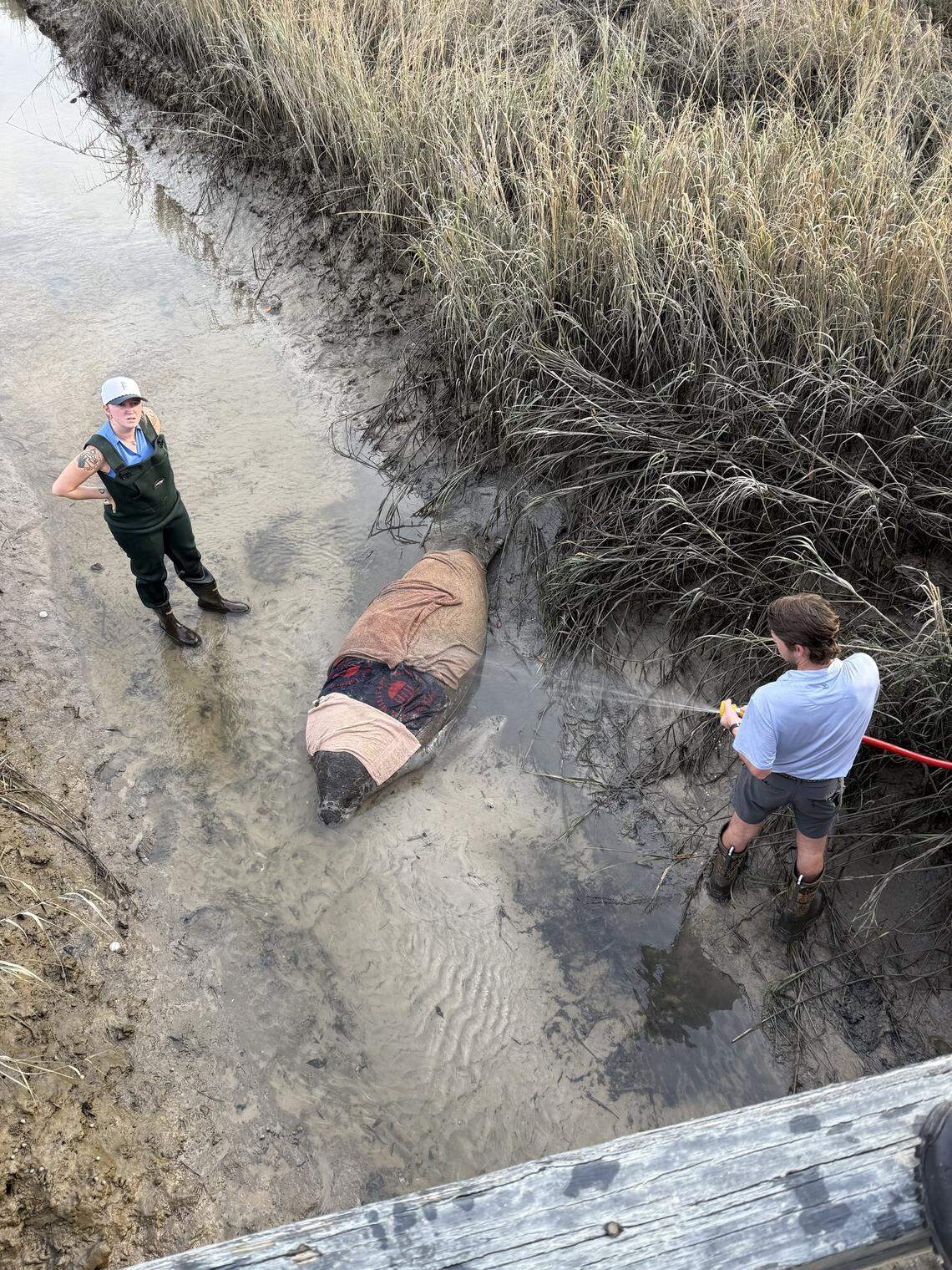 Staff and community members stepped in to keep the manatee stable when it was stranded at Hole 9 at Crescent Pointe Golf Club.