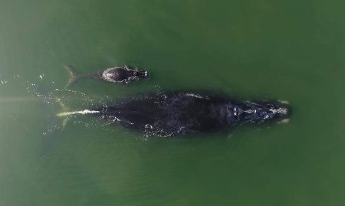 A female North Atlantic right whale and her calf are seen in this drone photo about four miles off the coast of Hilton Head Island on Dec. 13, 2020.