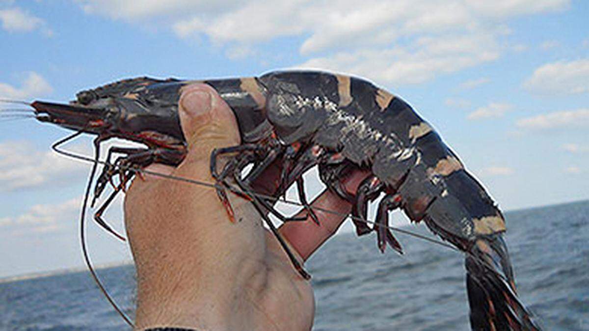 The Asian tiger shrimp (Penaeus monodon) was first reported in South Carolina waters in 1988. Researchers with South Carolina Department of Natural Resources continue to monitor the abundance and distribution of the species. 