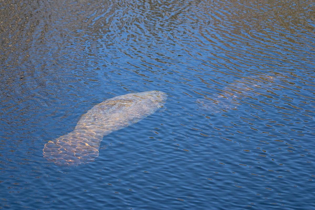 Manatees have returned to South Carolina, according to the state Department of Natural Resources.
