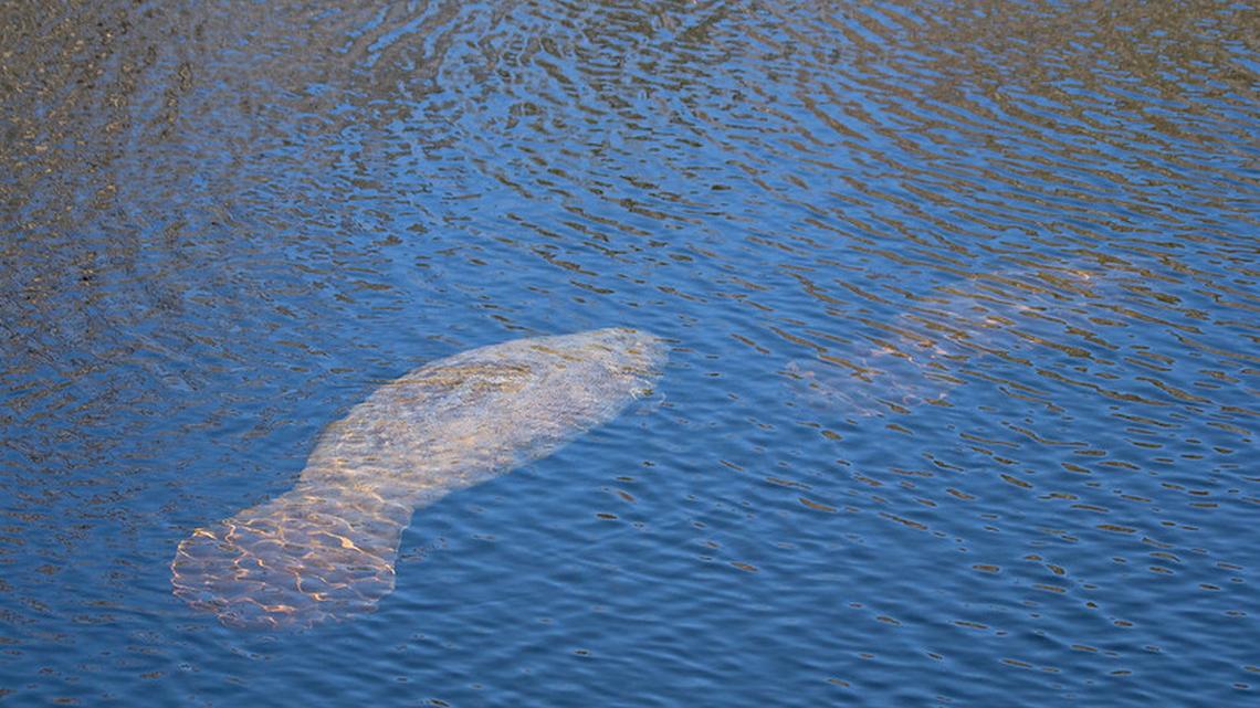 Manatees are on the move again. How one named Gar ended up on Hilton Head Island