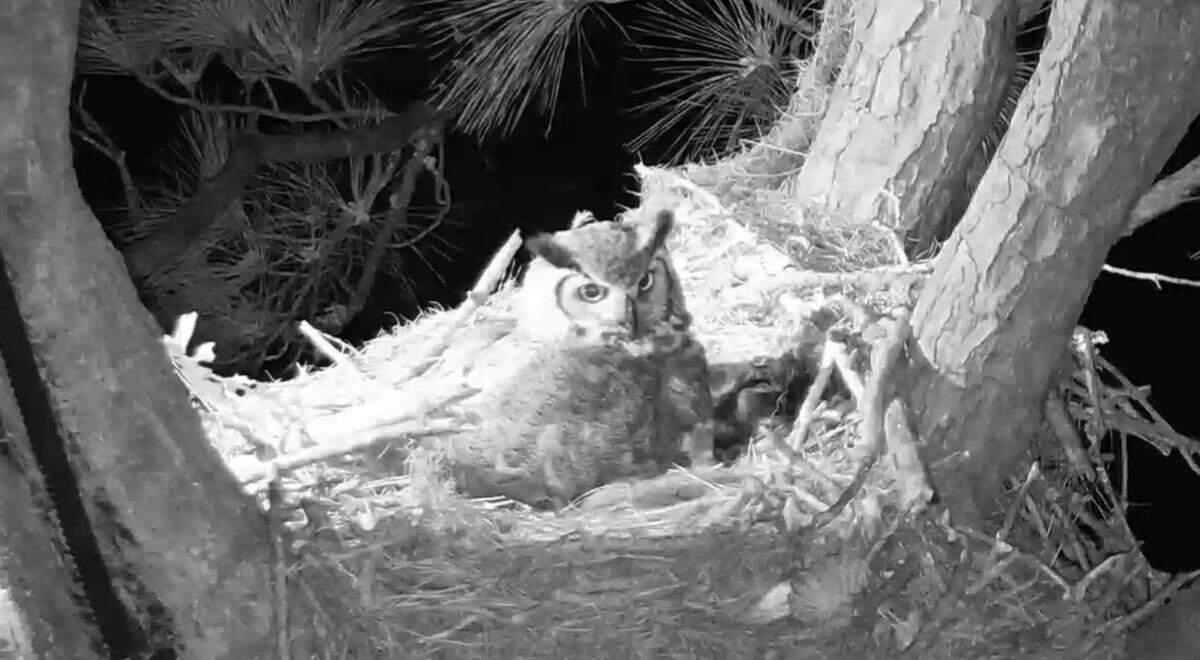 An owl sits on the Hilton Head Raptor Cam nest on Thursday, Feb. 8.