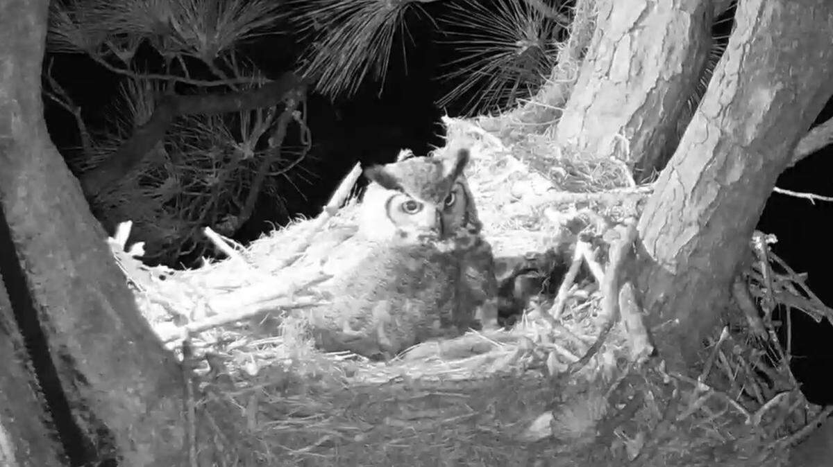 An owl sits on the Hilton Head Raptor Cam nest on Thursday, Feb. 8.