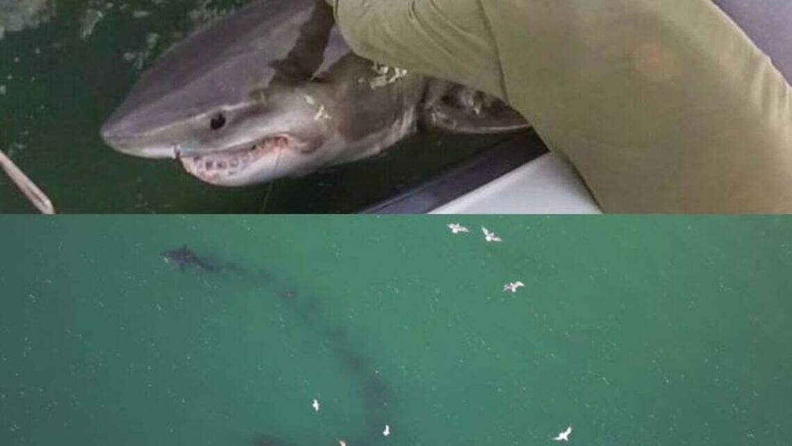 11-foot Hilton Head great white shark spotted off Cape Cod chomping on a seal