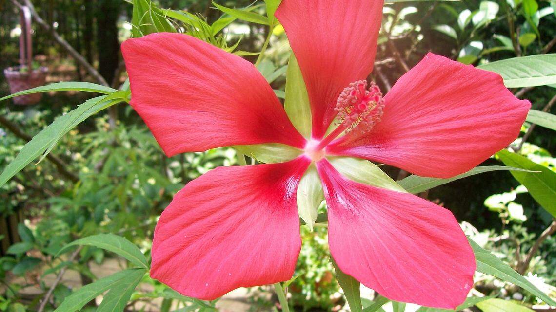 A walk around the garden leads to one question: What in the world is going on?