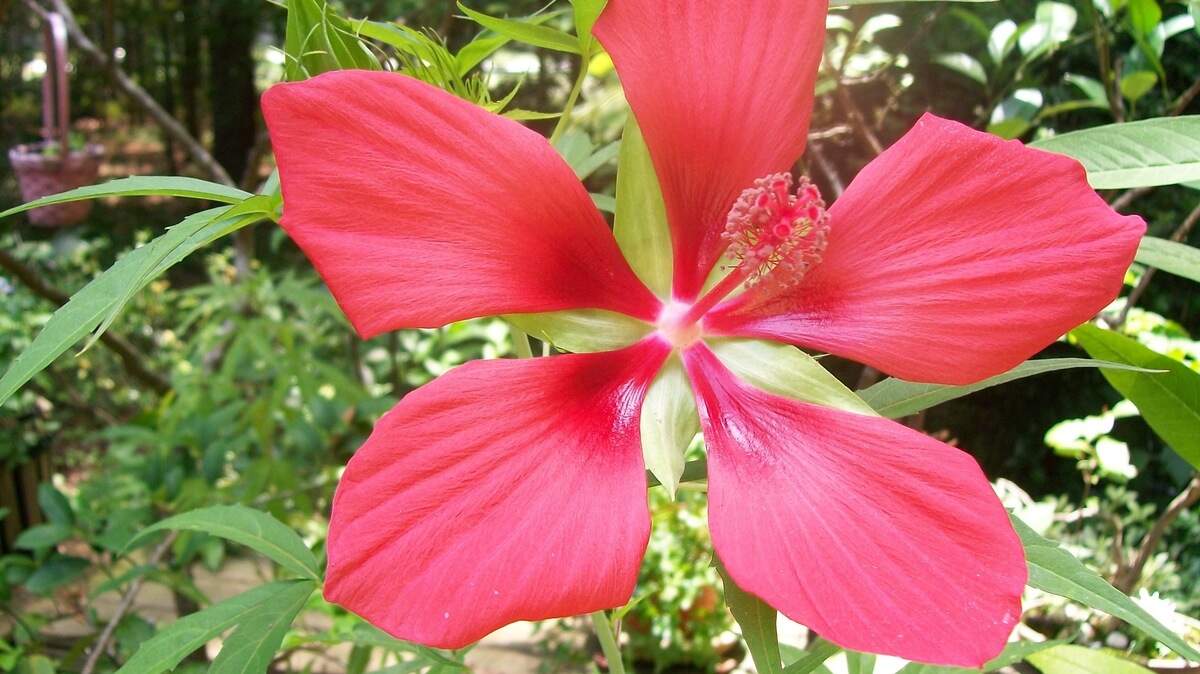 Native to coastal swamps, Hibiscus coccineus Texas Star has huge red flowers and interesting marijuana-like foliage. It does not attract insects.  