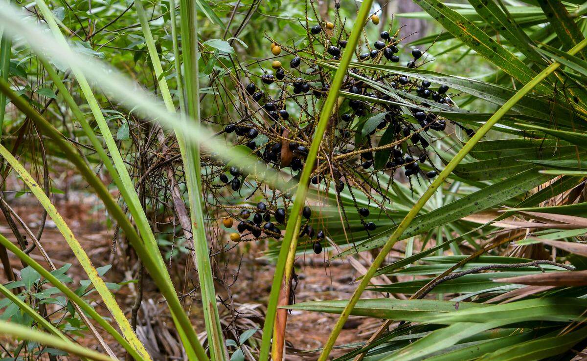 The Victoria Bluff Heritage/Wildlife Management Area is full of pine-saw palmetto flat woods. The S.C. Department of Natural Resources notes that the plant is widespread in Georgia and Florida but rare in South Carolina. The berries or the fruit of the palmettos are a food source for wildlife and the extract had been researched for medical use.
