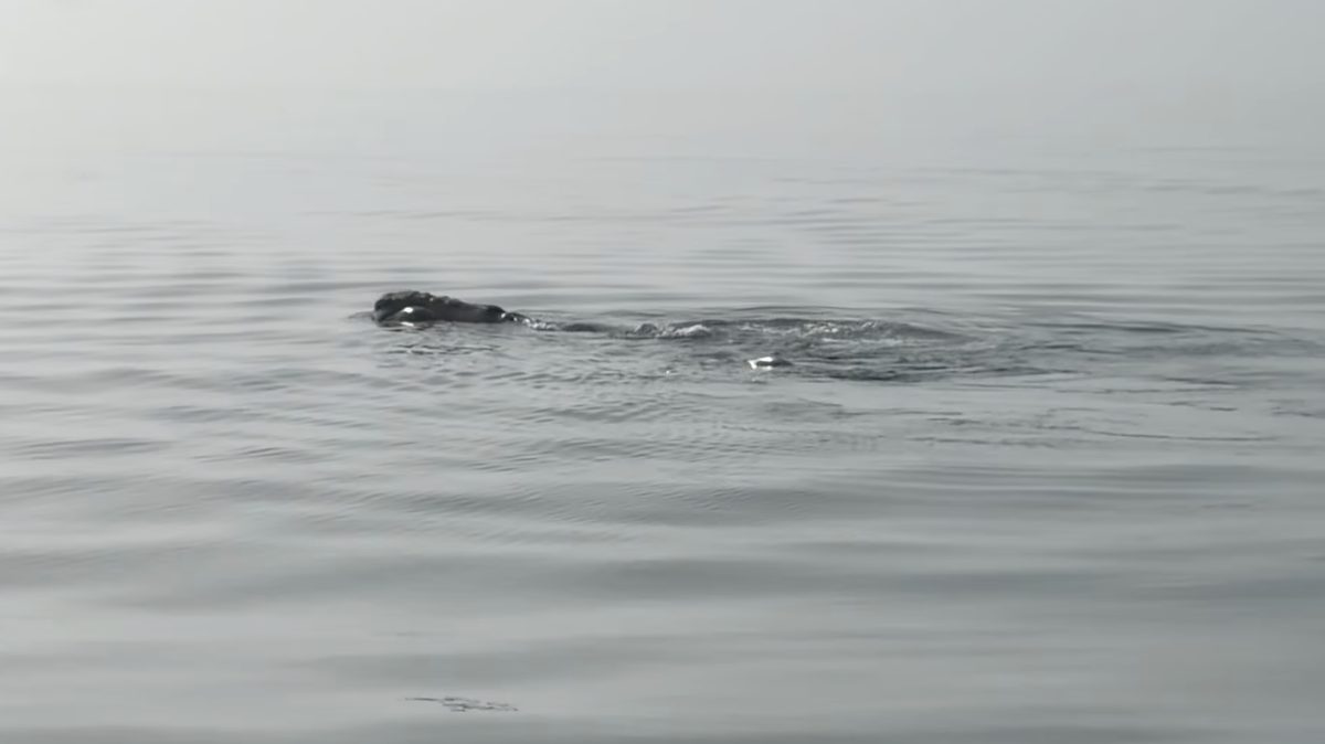 Two North Atlantic right whale mothers were swimming alongside their calves off the coast of Hilton Head Island on Jan. 9.