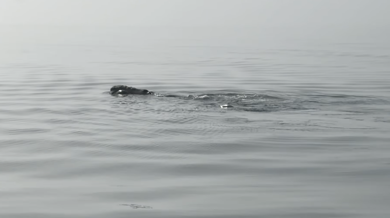 Endangered right whales spotted off Hilton Head. Watch the video