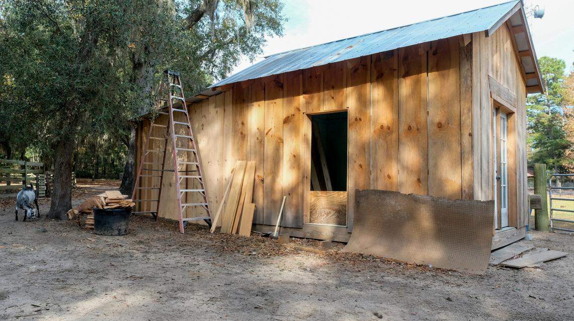 Goats, each with an embroidered collar displaying their name, roam the Daufuskie Community Farm on Dec. 6, 2021 on Daufuskie Island. The building inder construction is expected to house working and retail space for a pottery artisan including space for a kiln at the rear of the building if members can raise $236,000 to buy the 8-acre site.