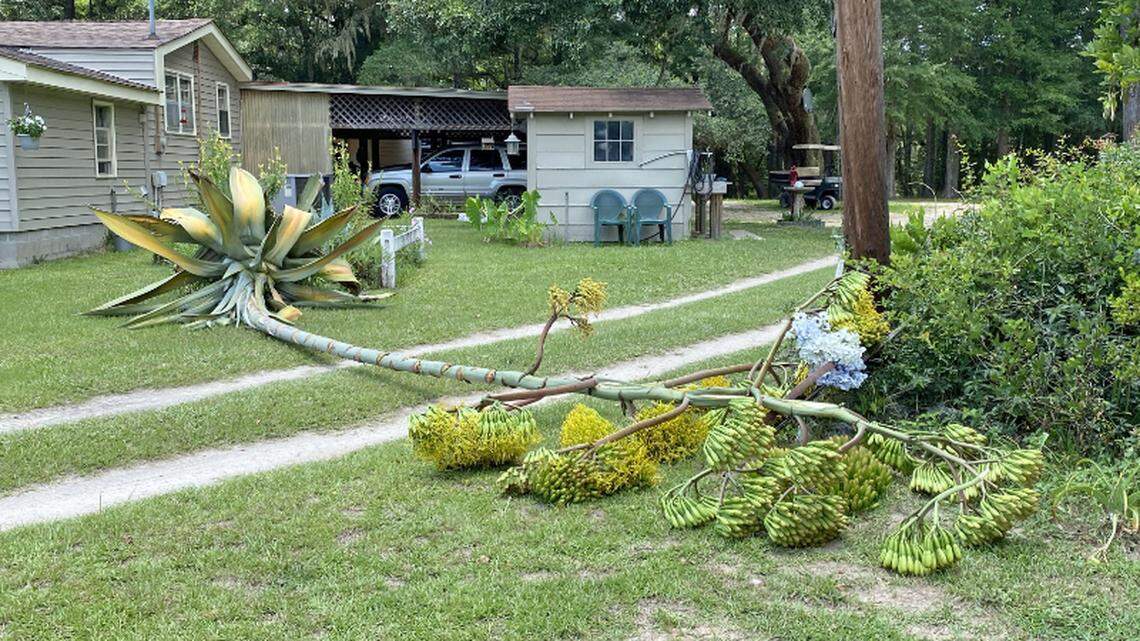 Century Plant in Bluffton finally shows its age, like Jack and the beanstalk