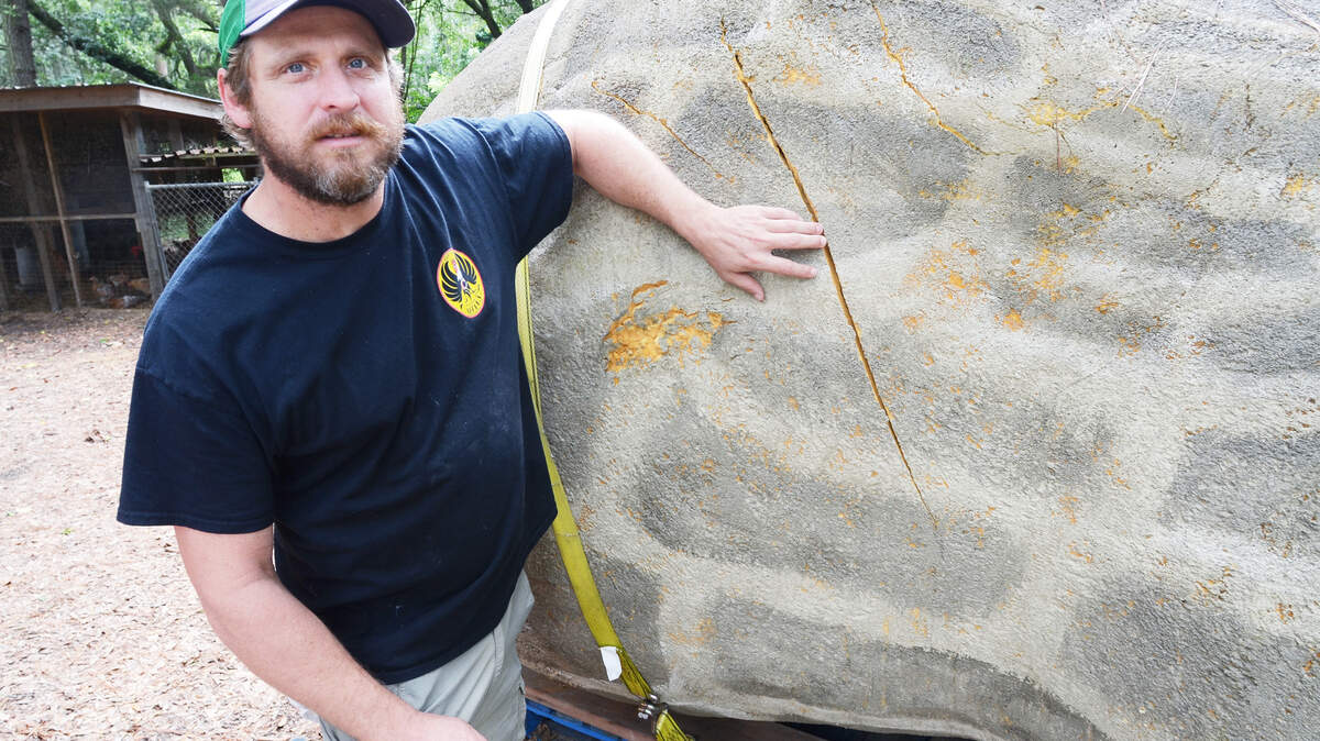 On July 16, 2014, Robbie Cahill, co-owner of Cahill's Market, shows some of the damage suffered by the "World's Largest Boiled Peanut". The famed jumbo nut was cracked and scuffed in several places when it fell off of a flatbed trailer during filming of an episode of the A&E program "Shipping Wars," which aired on July 15. In the show, the 21-foot-long nut was being shipped from I-95 roadside attraction South of the Border to Cahill's Market in Bluffton when it fell off the trailer. The peanut was made in Bluffton out of pine studs, plywood, chicken wire, standard insulation and closed cell spray foam insulation and exterior paint. It is on display at the market.