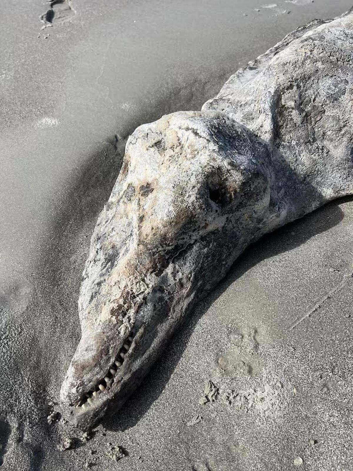 The Lowcountry Marine Mammal Network finds about ten to 15 dolphins washed up on Hilton Head beaches each year. This one, found Jan. 14, is mummified.