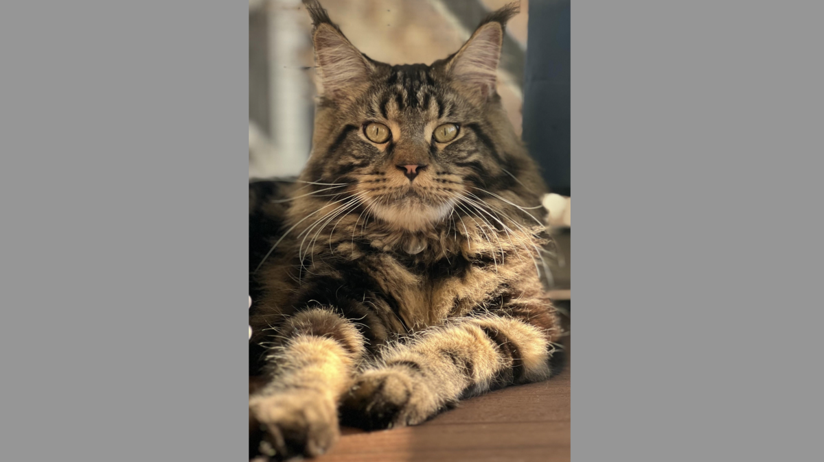 The votes are in. Meet the reader-voted Cutest Cat in the Lowcountry, Solomon.