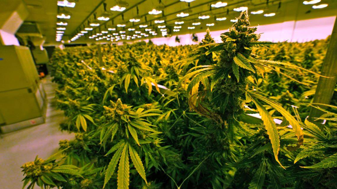 In this Thursday June 17, 2021 file photo, cannabis plants are close to harvest in a grow room at the Greenleaf Medical Cannabis facility in Richmond, Va.