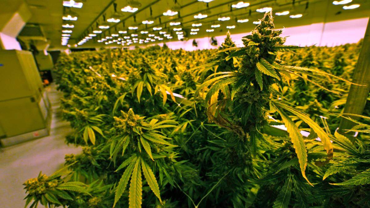 In this Thursday June 17, 2021 file photo, cannabis plants are close to harvest in a grow room at the Greenleaf Medical Cannabis facility in Richmond, Va.
