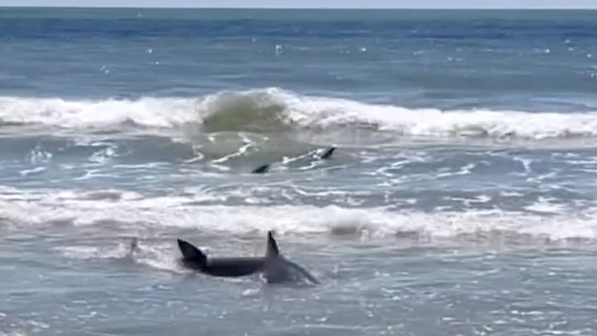Sharks spotted feet from Hilton Head Island beach. What were they doing there?