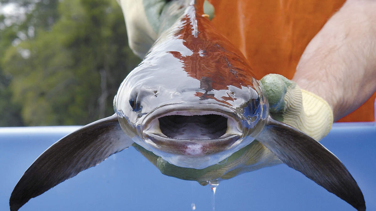 In this file photo, a 1-year-old cobia raised at the Waddell Mariculture Center is shown before it was released into the Colleton River.