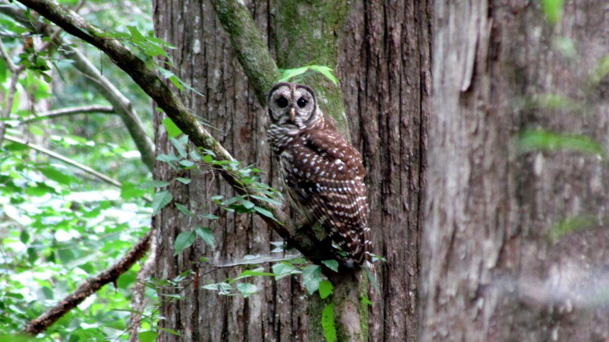 "Who-cooks-for-you?" A barred owl gazes from its perch. Normally nocturnal, these birds are often seen and heard in the midday twilight of Francis Beidler Forest.