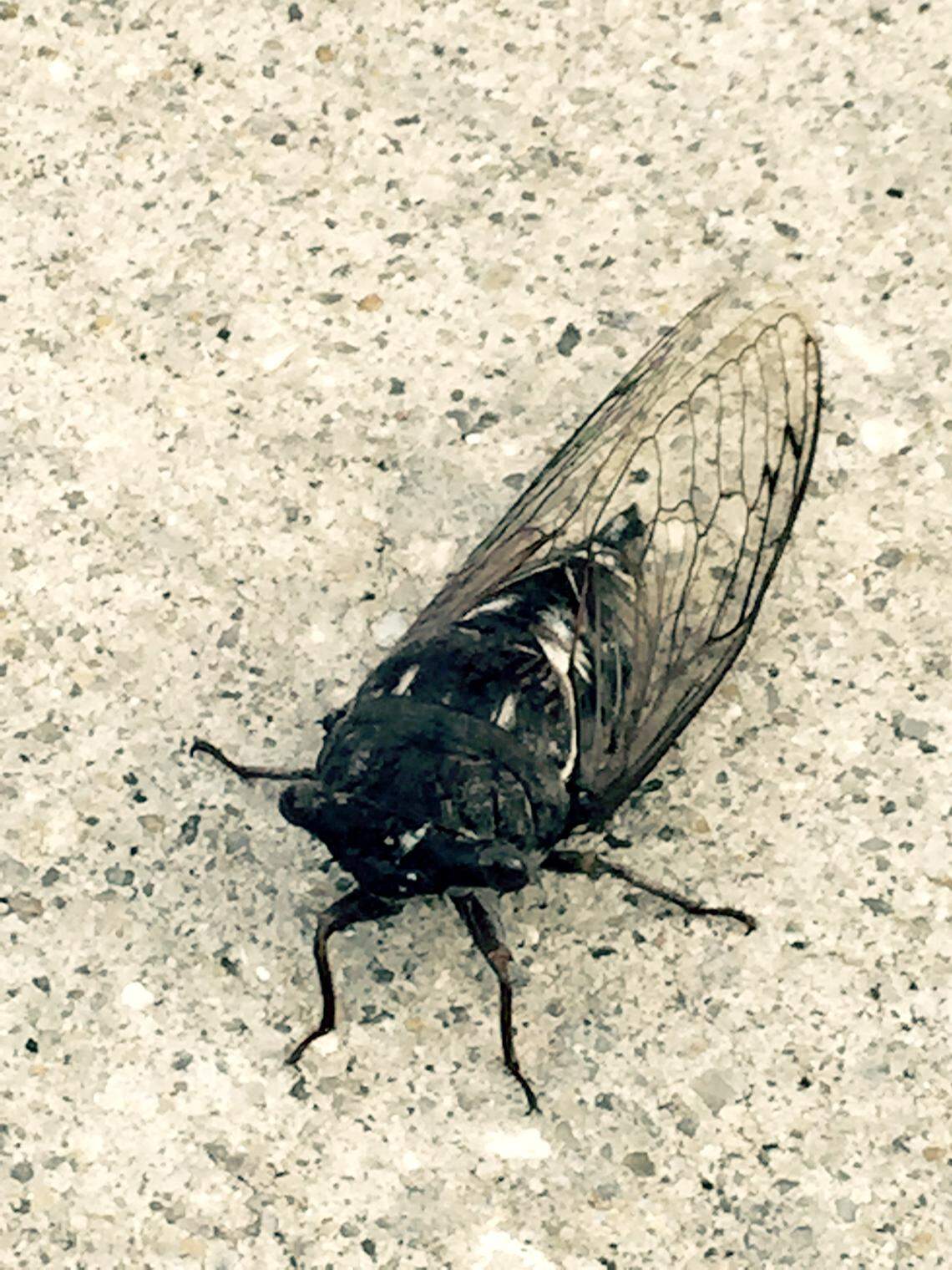 This cicada takes a break from buzzing in the trees.