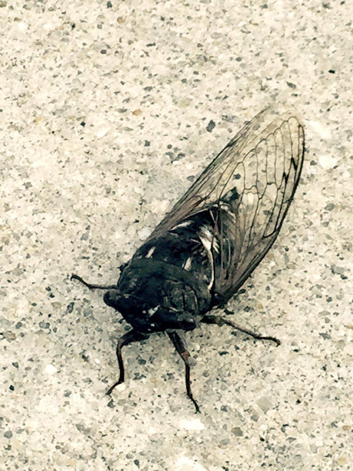 This cicada takes a break from buzzing in the trees.