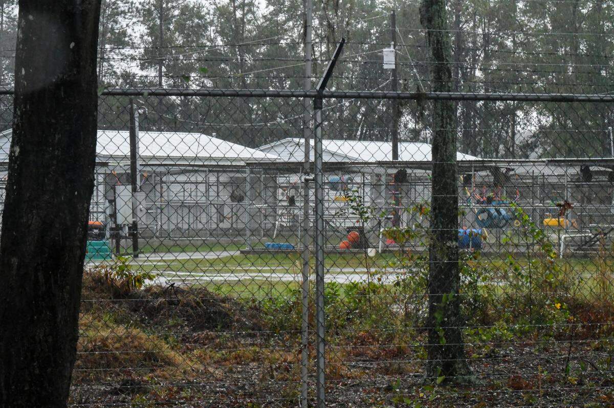 Primates can be seen from Salkehatchie Road as they seek refuge in their enclosure from the rain as photographed on Nov. 7, 2024 in Hampton County, S.C. This expansion of Alpha Genesis was not the facility where the 43 female primates escaped from but is located about five miles from the Castle Hall Rd. facility which is located in the Town of Yemassee.