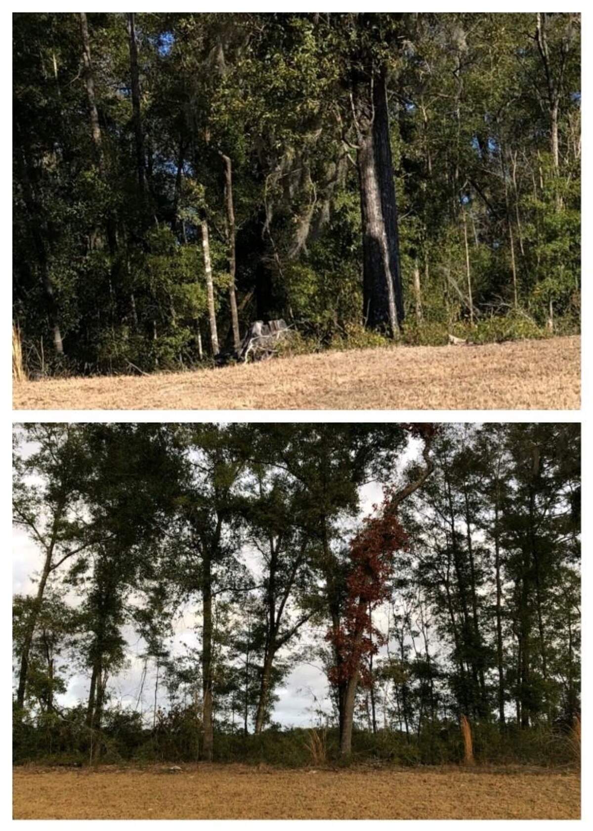 Before and after of treeline