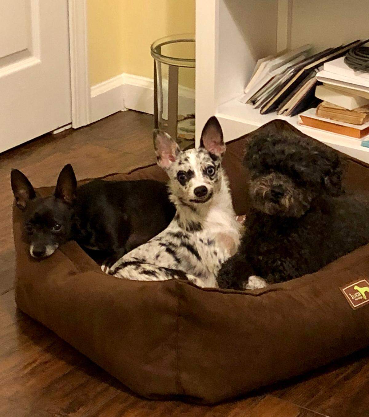 Leo (far right) and his brothers Baby (left) and Bowie (middle).