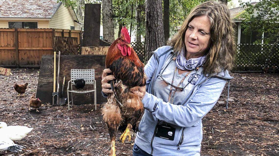Chickens bought as quarantine fun are now a problem in Beaufort County, officials say