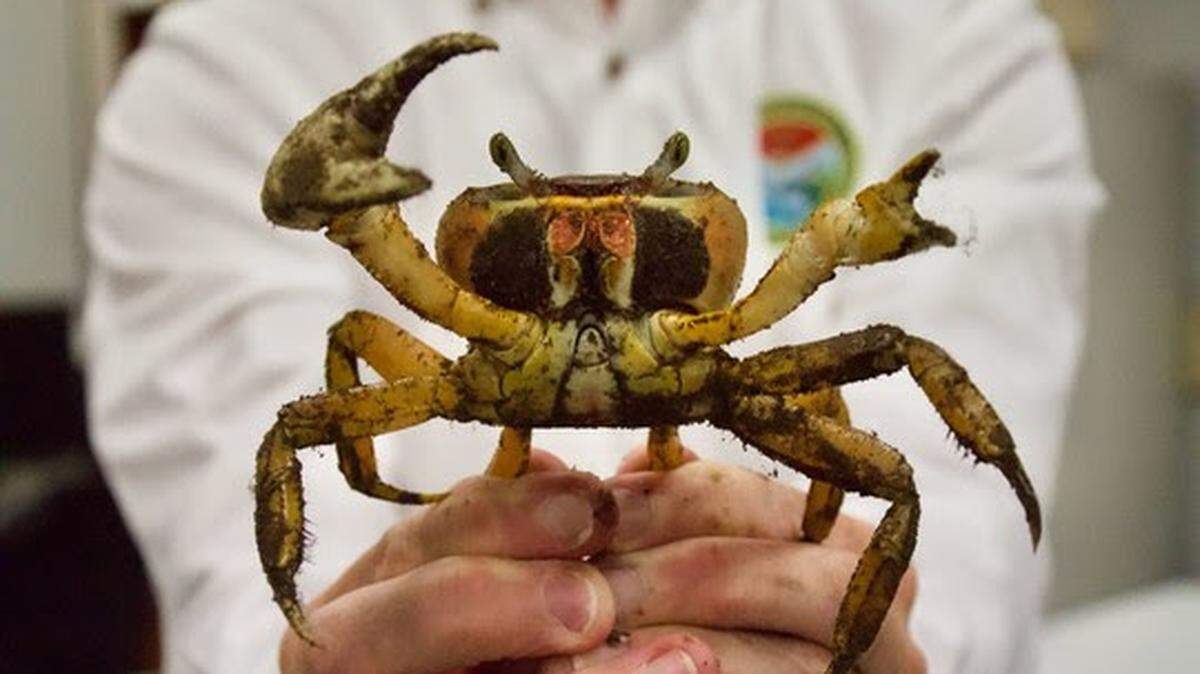 Dr. Peter Kingsley-Smith holds a young male blue land crab that was recently caught in the Charleston area, according to the South Carolina Department of Natural Resources.
