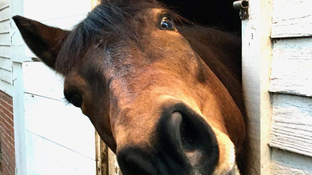 Comet the marsh tacky horse spent his last 11 years as a living history exhibit at the Coastal Discovery Museum on Hilton Head Island.