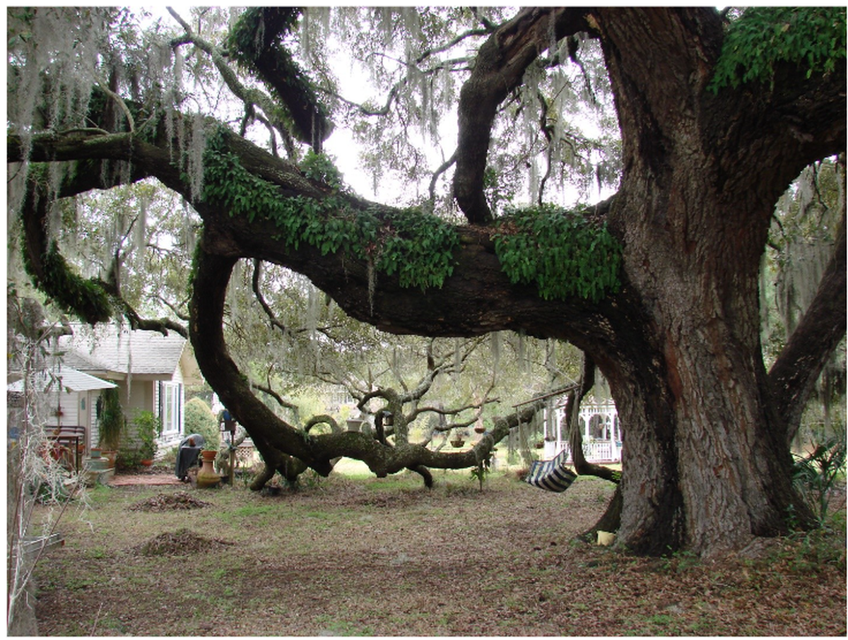 Rose Hill Trading Tree