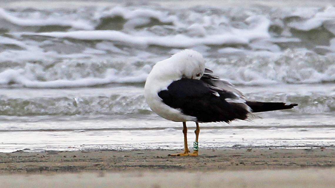 Have you met Pierre? Hilton Head Island's newest celebrity