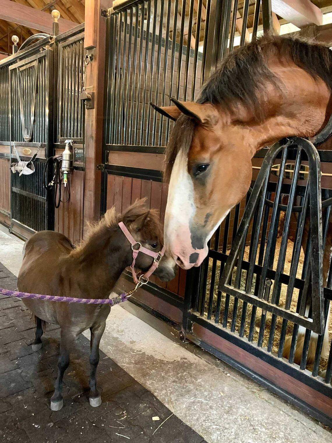Woody the Clydesdale is settling in at Lawton Stables in Hilton Head’s Sea Pines.