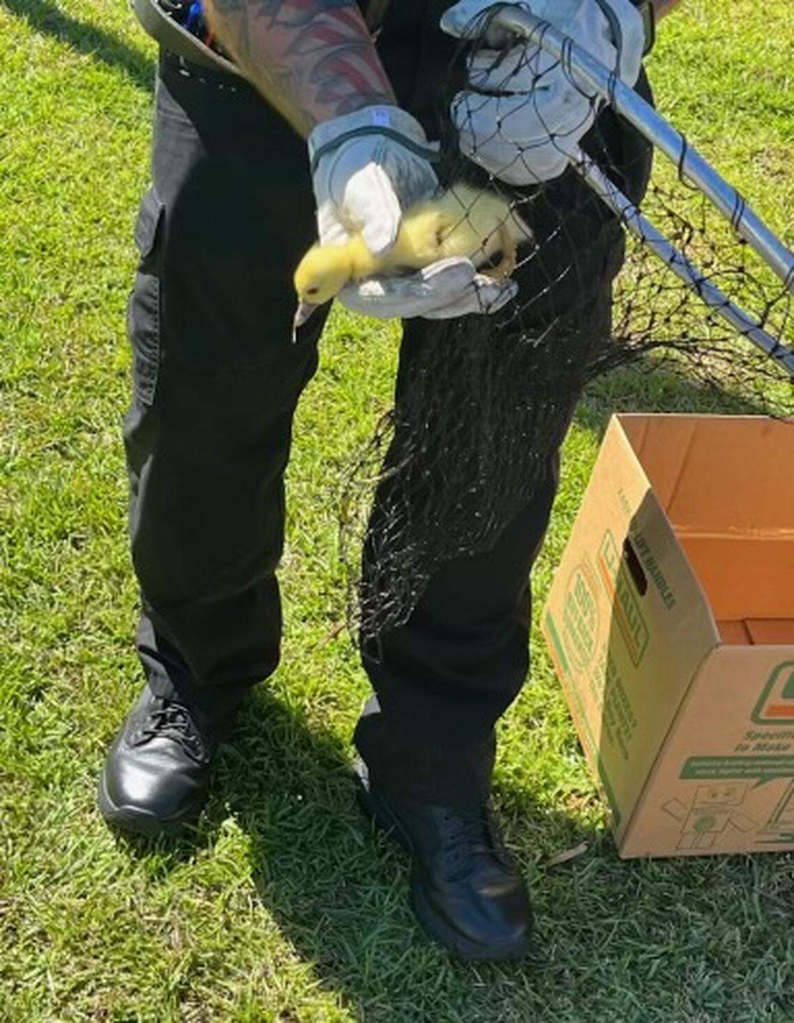 Five ducklings were rescued by firefighters at approximately noon on Saturday from a drain in the Shadow Moss neighborhood in Beaufort. They were rescued with a fishing net.