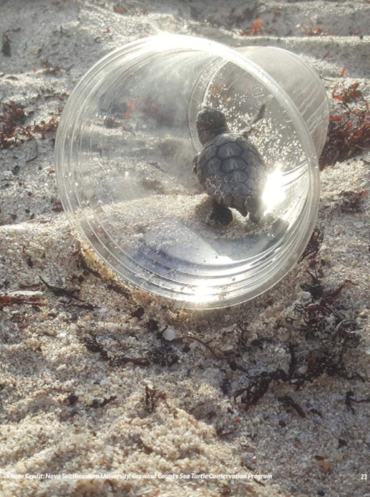 A sea turtle hatchling is stranded in a small plastic cup on the beach in Florida.