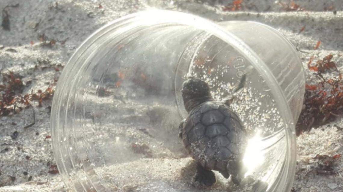 ‘Choked, strangled, drowned’: Report details effects of plastic on marine life off SC