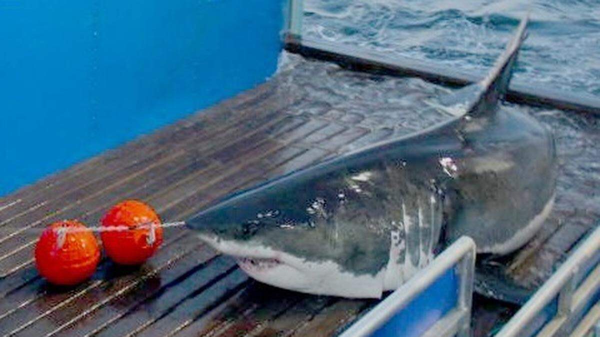 The great white shark Mary Lee.