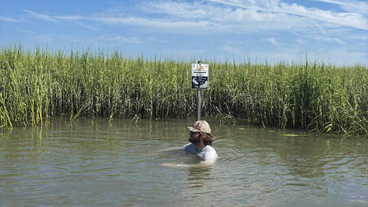 South Carolina Department of Natural Resources biologist Kevin Swain moves through Archers Creek at high tide. He is looking for manufactured wire reefs that volunteers established during the last oyster reef build event.