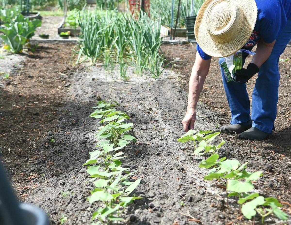 Trudie Johnson plants green beans in her plot on Thursday, March 26, 2020, at Heritage Farms, a community garden in Sea Pines on Hilton Head Island. Jognson believes businesses shouldn’t be open during this pandemic. “Retail businesses should be closed.” She said as she watered the freshly planted seeds.