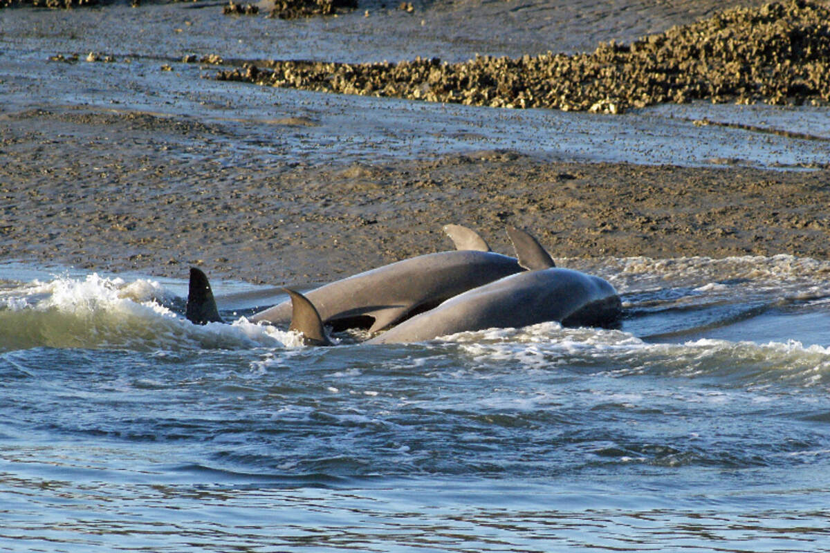 Two dolphins swoosh up on a mudflat to gather finger mullet that washed up in waters wake.