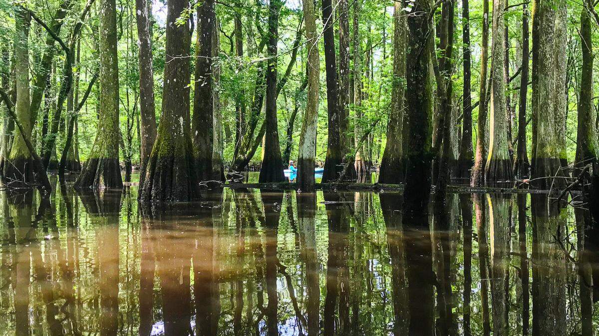 A swampy reach of the Edisto River floodplain near Colleton State Park in the ACE Basin of South Carolina. Environmentalists worry that a natural gas pipeline from Georgia to Colleton County, SC could hurt the renowned nature preseve.