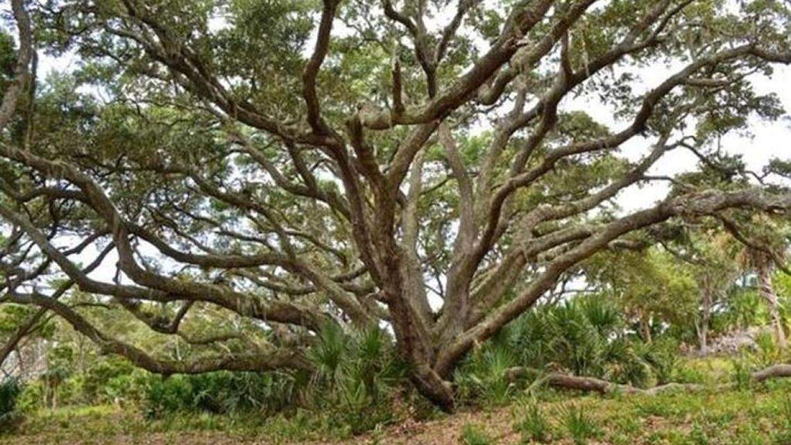 Lowcountry needs the wisdom of planting trees, not more clear-cutting
